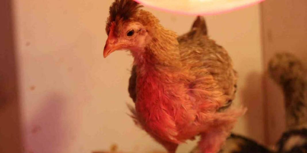 Hobisi yeniliğe itti, iş yerine kuluçhane getirdi! Yurt dışından özel getirtip yetiştiriyor,  oldukça ilgi görüyor 8